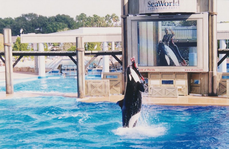 018-The killer whale show.jpg
